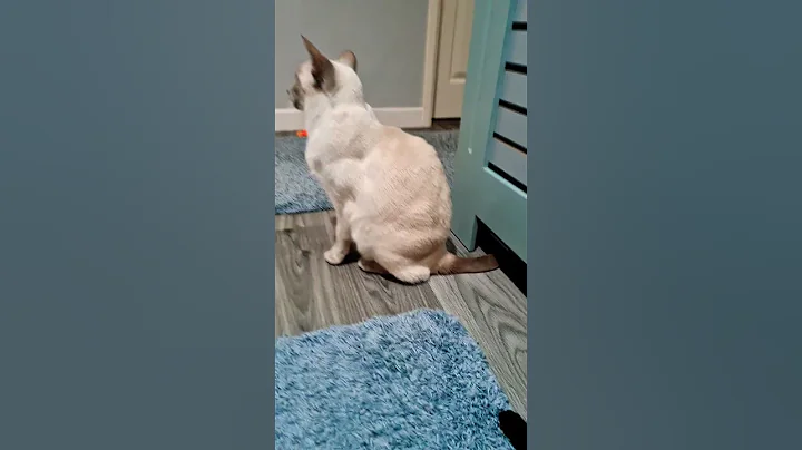 Video 11877551: siamese kitten