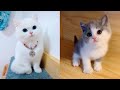 Baby Cats - Cute and Funny Cat Videos Compilation #11 | Aww Animals