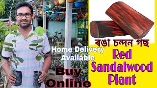 Buy Red Sandalwood Plant Online|📱7002320398👈|ৰঙা চন্দন গছ|Red Sandalwood|@moonlightassam2951