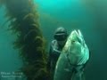 Wsb  spearfishing white sea bass