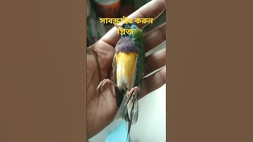 #عبدالرحمن_مسعد #عبدالرحمن_مسعد_تلاوة_جديدة #trending #savebird #bird #savebirdsaveearth #finch #lov