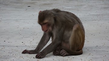 Monkey Feeding Stock Footage || Slow Motion Monkey || Lord Krishna TV