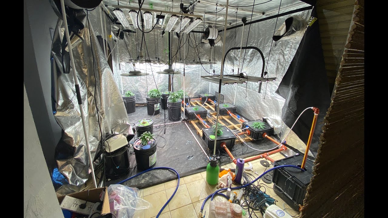 Control de la sala Rdwc + Aplicación k9 y Killerbac con BuenChurro