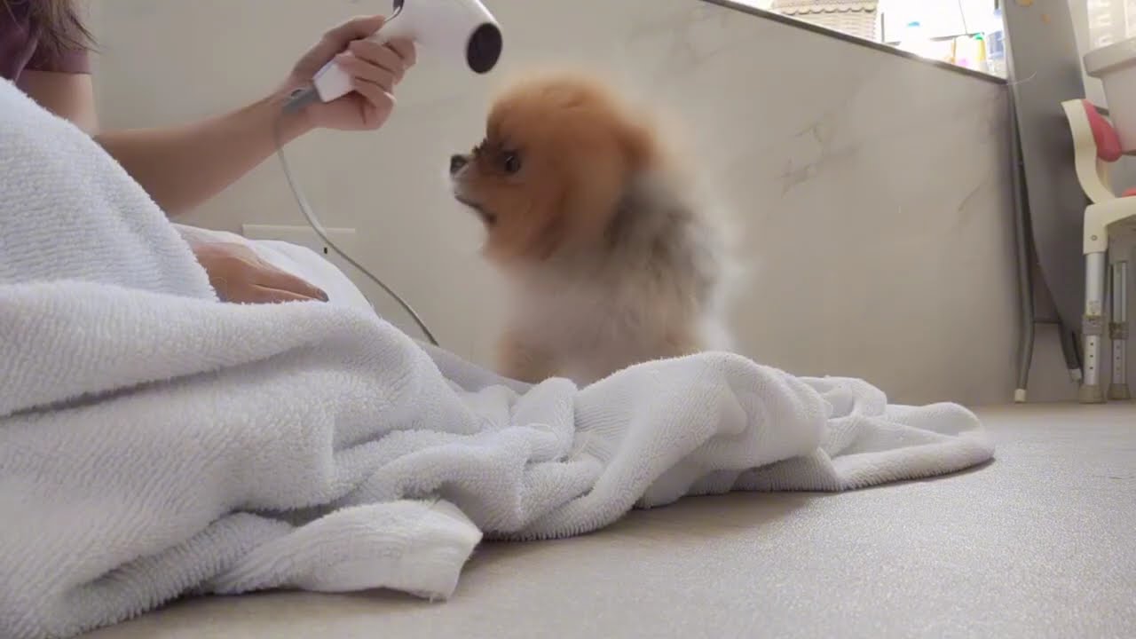 POMERANIAN GINGER SHOWER AND GROOMING #viralvideos