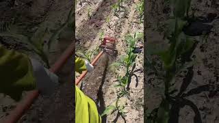 Rural Farmer #countrylife #satisfying #farmlife #agriculture # 100303