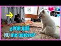 GATO 😾 y PERRO 🐺 JUGANDO. 😍 Samoyedo y Maine Coon. Cachorro 5 meses