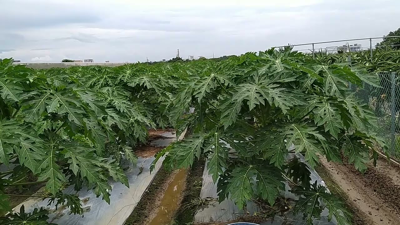 jarak tanam dan cara merawat perkebunan pepaya petani Taiwan🇼🇸🇼🇸🇼🇸