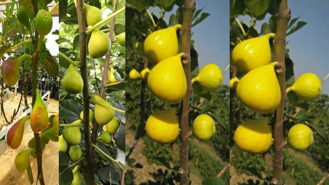 افضل طريقة لتسميد اشجار التين _ لتسريع نمو اشجار التين ||تسريع نضج الثمارانتاج التين علي مدار السنة