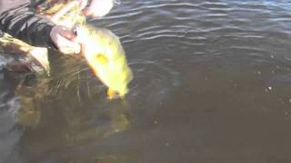 Sexy Soft 4Play Savage Lure Action Teaser screenshot 3