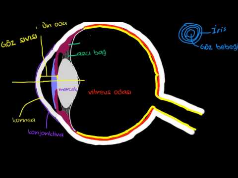Gözün Yapısı (Sinir Sistemi Fizyolojisi) (Psikoloji / Çevreyi Algılama)