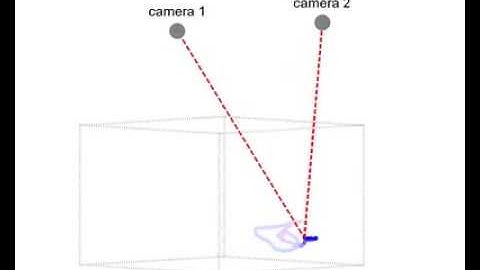Using two cameras to record the 3D trajectory of a flying insect