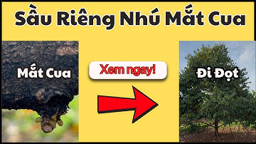 Sầu Riêng Nhú Mắt Cua Nhưng Cây Vẫn Đi Đọt: Bí Quyết Xử Lý Hiệu Quả từ Thiện Phân