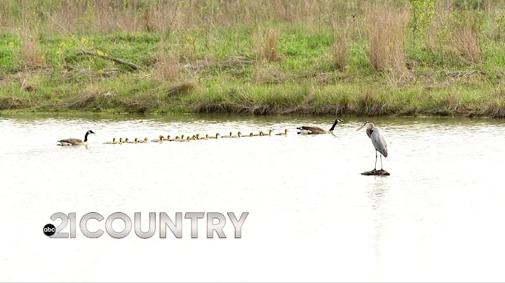 Fort Wayne nature preserve (Eagle Marsh) TEEMING w...
