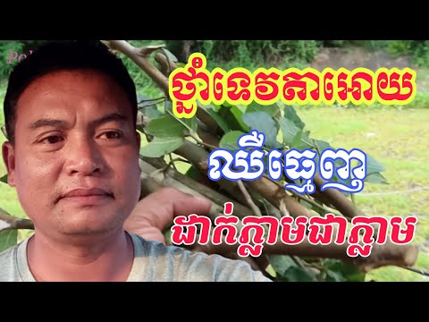 ថ្នាំបុរាណខ្មែរ : ថ្នាំឈឺធ្មេញទេវតា ឈឺកម្រិតណាក៏បាត់ឈឺទាំងអស់ដែរ