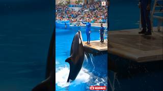 dolphin Show Turns Into Chaos   Ai Realistic Scenedolphinattack orcashow
