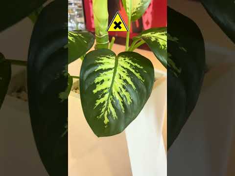 انا نبات استوائي اتميز بجمالية اوراقي و كبرها و يقولون اني سامة ابدأ بحرف الدال فمن انا