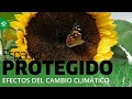 Espacio Protegido | Los efectos del cambio climático en las especies vegetales