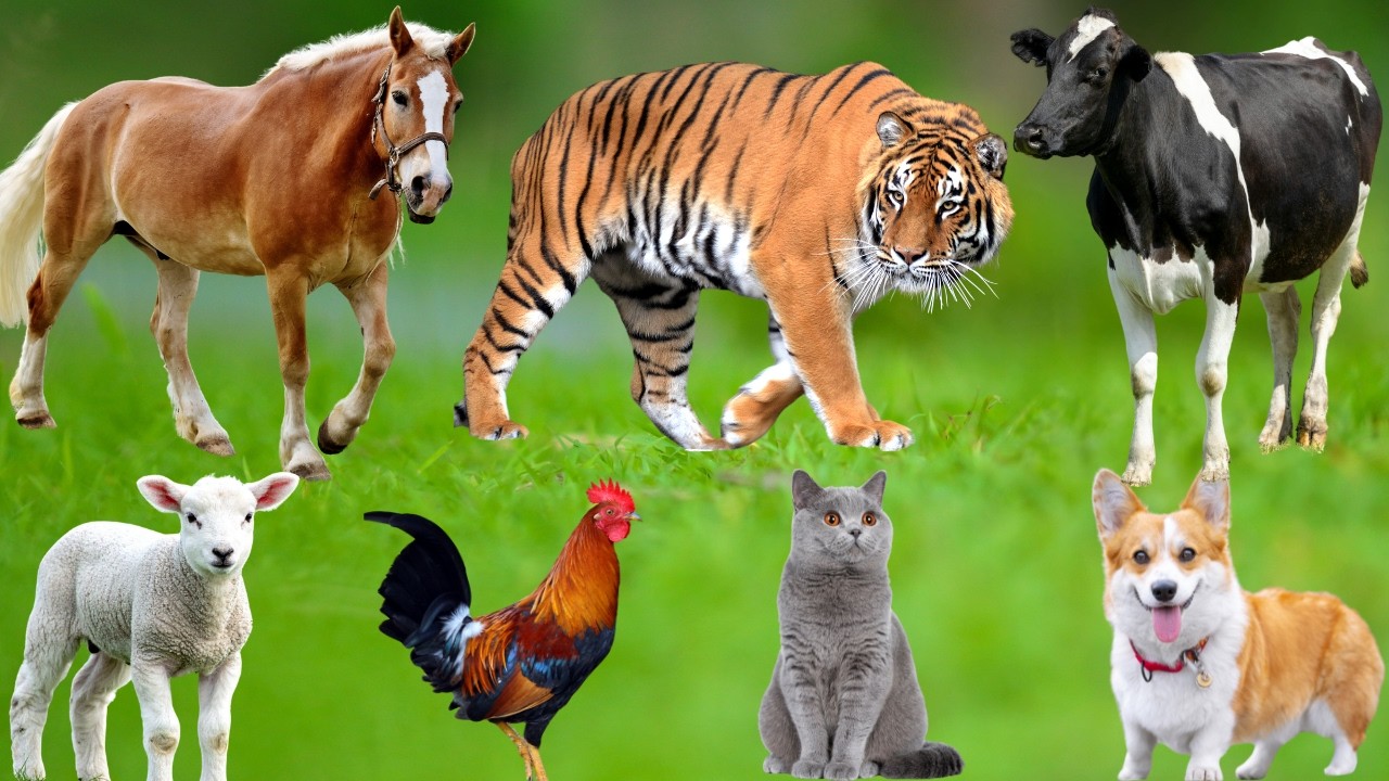Farm Animal Life: Cats, Cows, Horses, Dogs, Pigs, Sheep, Goats, Buffaloes, Chickens – Animal Sounds