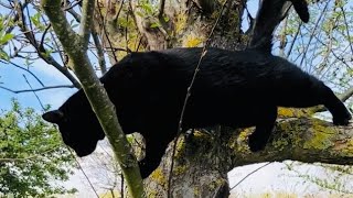 Martin had almost forgotten how to climb in the apple tree