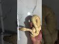 Enchi ,pastel, banana,clown ball python 🐍 #shorts #youtube #animals #video #music #ballpython