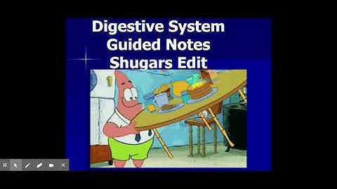 Digestive System Guided Notes Shugars   Google Slides
