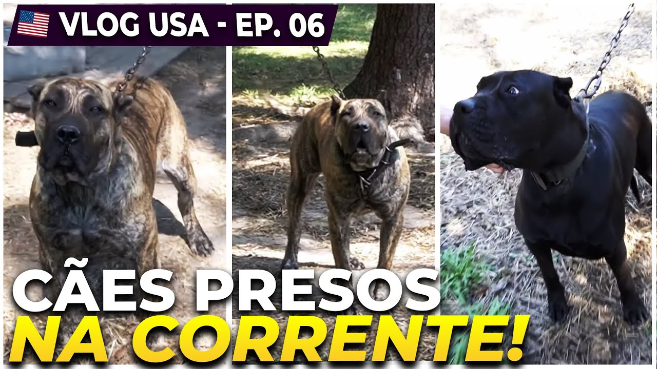 JEITO AMERICANO DE CRIAR PRESA CANÁRIO CABEZA GRANDE KENNELS YouTube