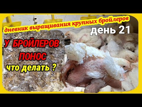‼️Загубила бройлеров‼️ У моих бройлеров понос, чем лечить понос у бройлеров.