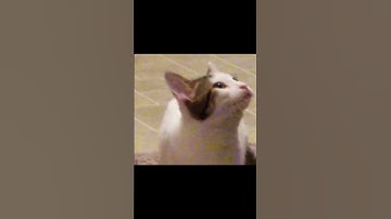 Pop Cat Original video