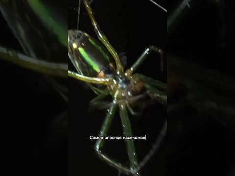 Самое Опасное Насекомое в Тропиках. Нас Укусило и мы пострадали #бали #таиланд #индонезия