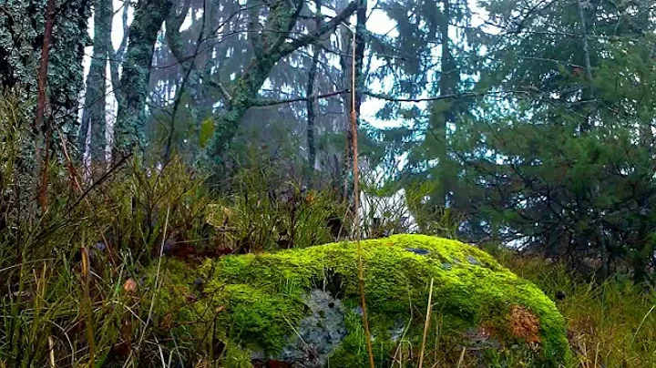 Sniffer dog -- locates scent’s source, single bark, calmly sits down w/o destroying the evidence