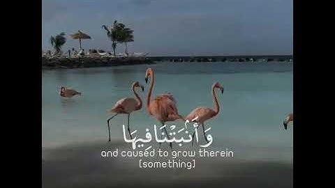 تلاوه خاشعه | بصوت القارئ هزاع البلوشي | حالات واتس اب دينيه♥♥.