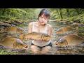 How To Catch Stream Fish Using Rudimentary Tools - Harvesting The Stream Fish School | Lucia Fishing
