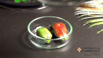 Virtual tour of the Vignolini labs