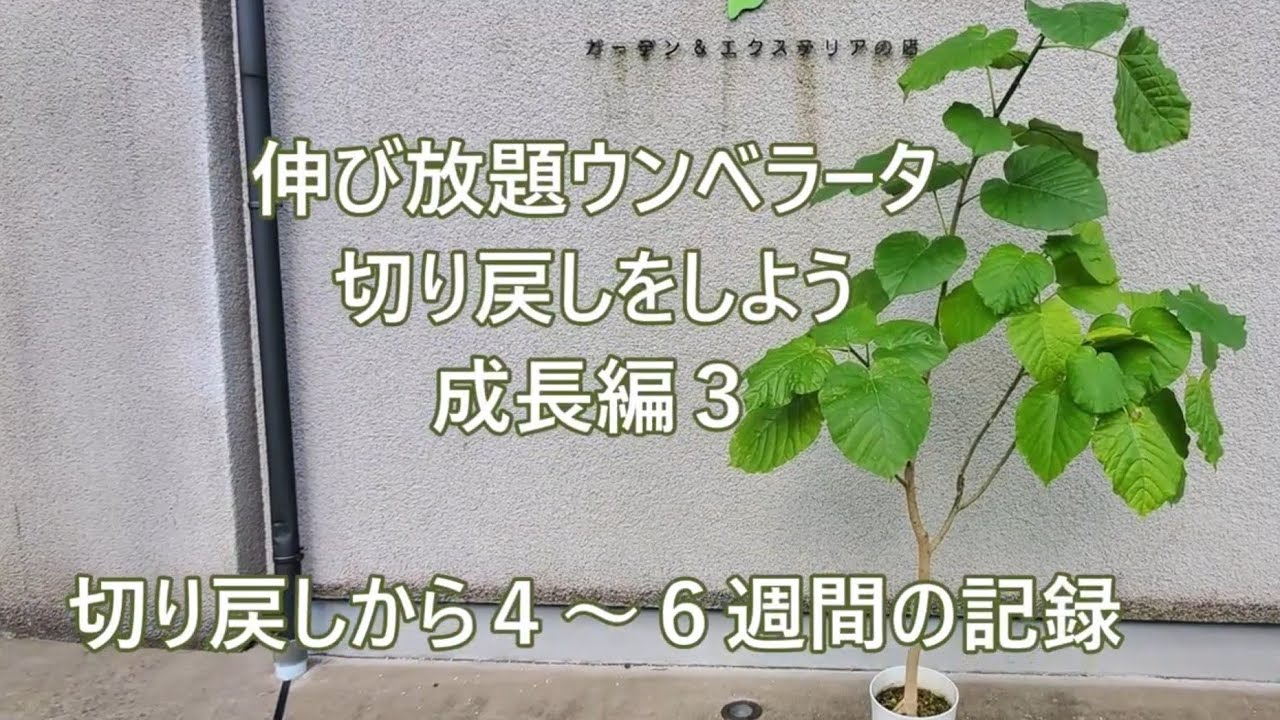 フィカスウンベラータ切り戻し 成長編３ ４ ６週間後 Youtube