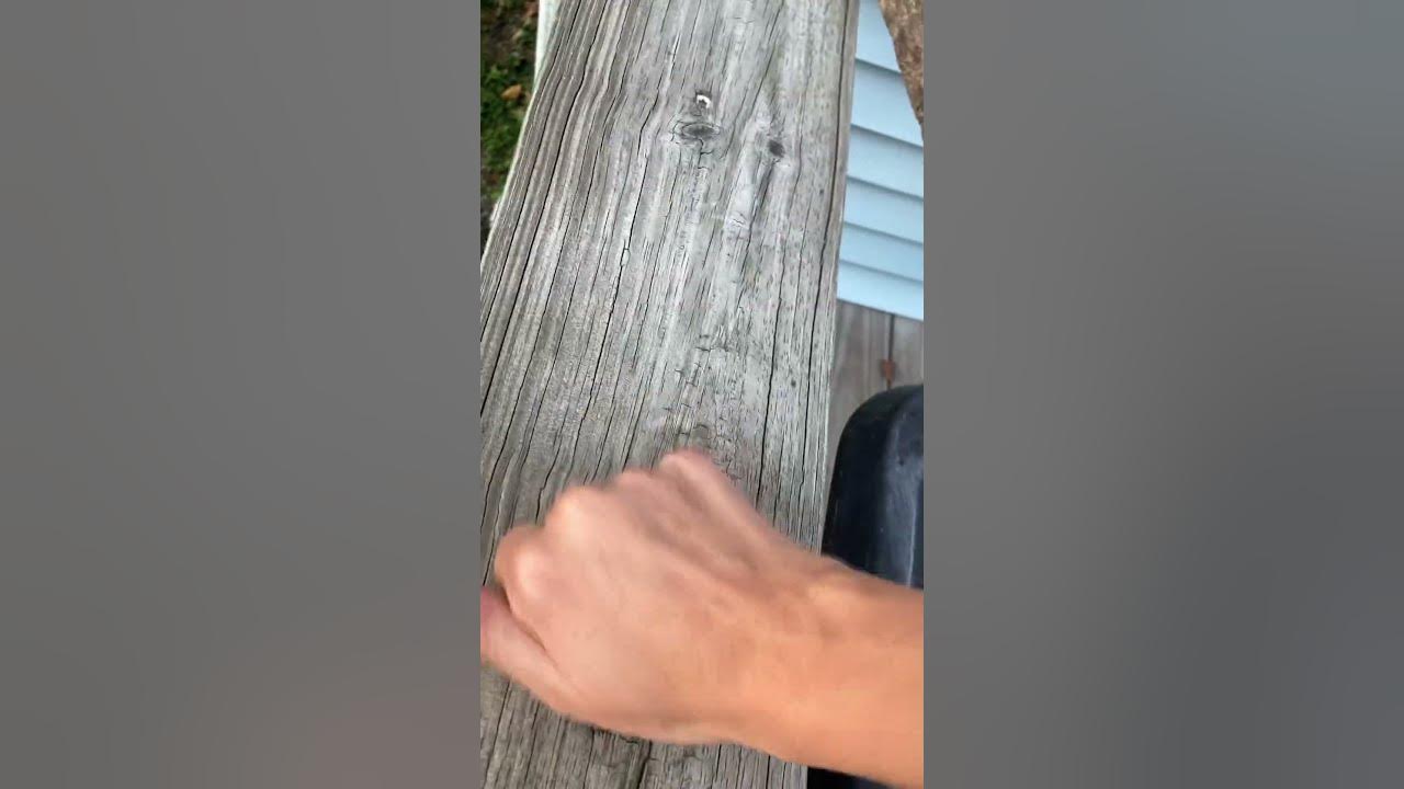 Shave and a haircut knock shorts fyp YouTube