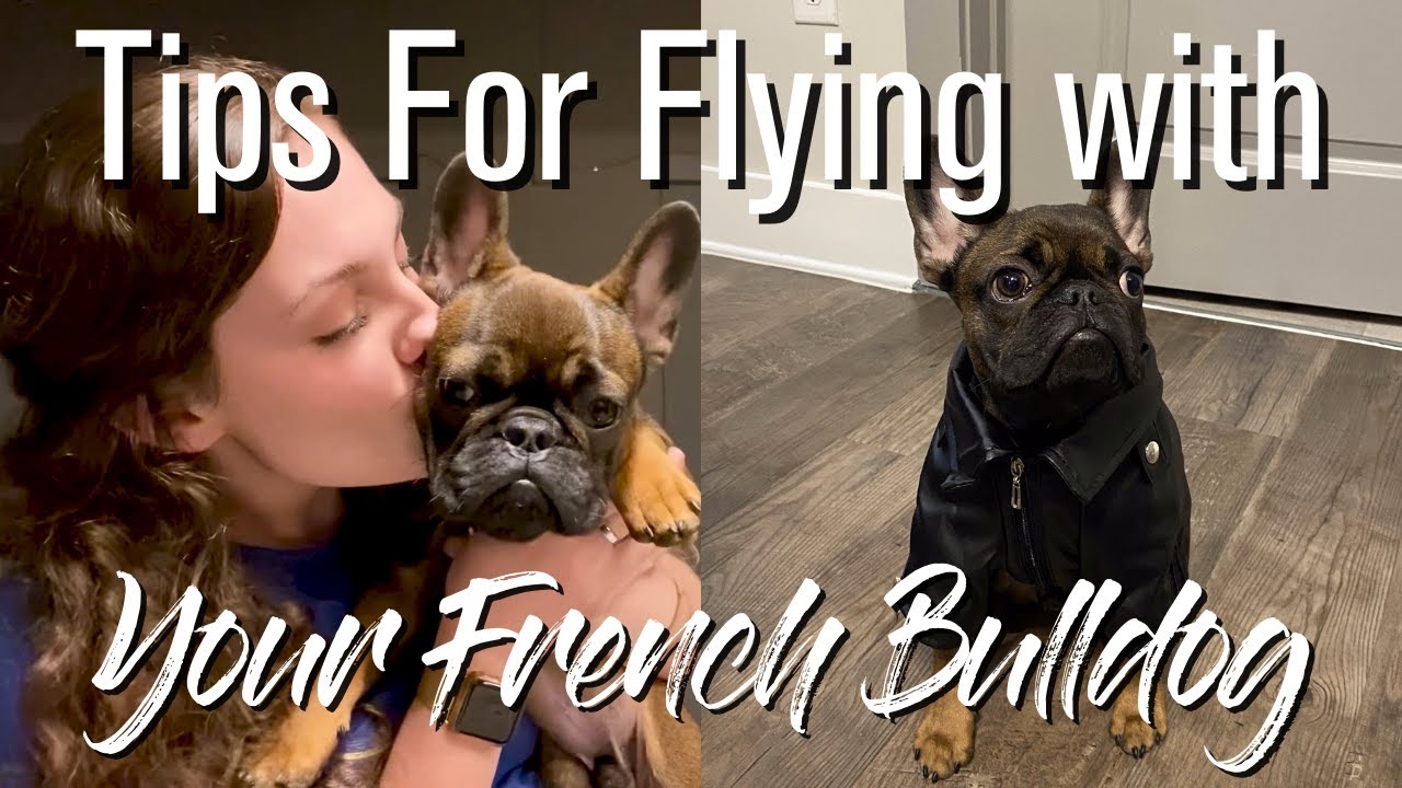 can french bulldogs fly on planes