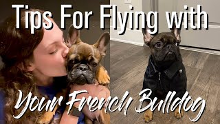 Tips For Flying With Your French Bulldog + What To Bring by The French Bullvlog 5,486 views 3 years ago 7 minutes, 24 seconds