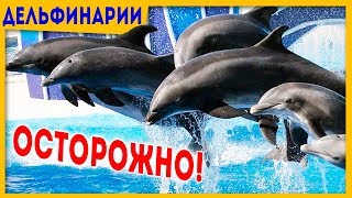 Мифы и факты! Дельфины, дельфинарий и дельфинотерапия