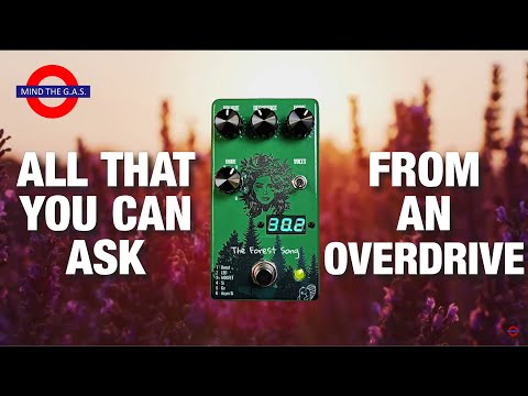 Drunk Beaver Forest Song