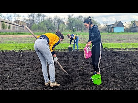 Деревенские способы борьбы с проволочником. Вредитель исчезает полностью после этого.