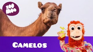 que barulho é esse (Camelos)