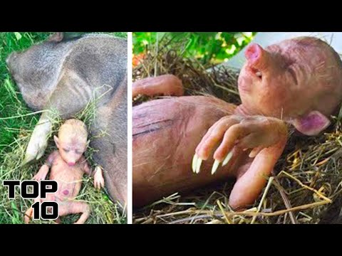 Top 10 Bizarre Creatures Discovered In The Amazon Jungle