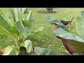 Bananowce  ensete ventricosum maureli,ensete ventricosum green i musa basjoo 7.10.2023