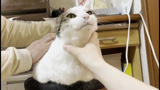 換毛期の猫をまとめてブラシすると部屋が大変なことになります