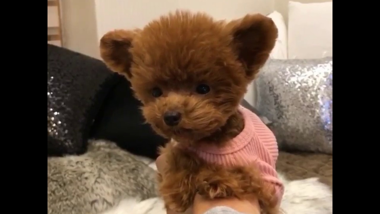 teddy bear shu dog