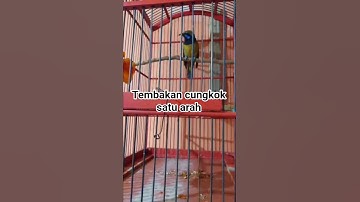 tembakan cungkok 1 arah #burungmasteran #kicaumanianusantara