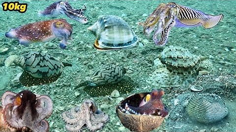 Lặn Biển Bắt Nhiều Bạch Tuộc Mực Nang Sò Ốc Đủ Loại | Toàn Hải Sản Ngon | Cảnh 86