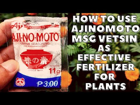 🔴 HOW TO USE AJINOMOTO MSG VETSIN AS EFFECTIVE FERTILIZER FOR PLANTS | CHEAP EASY TO USE FERTILIZER