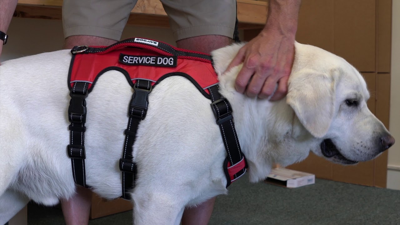 baydog harness