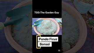 Panda Ficus Bonsai in 60 Seconds! 🌳✨ #Shorts